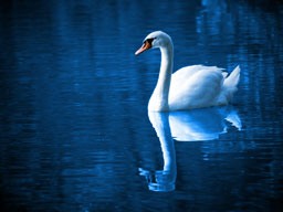 Swan